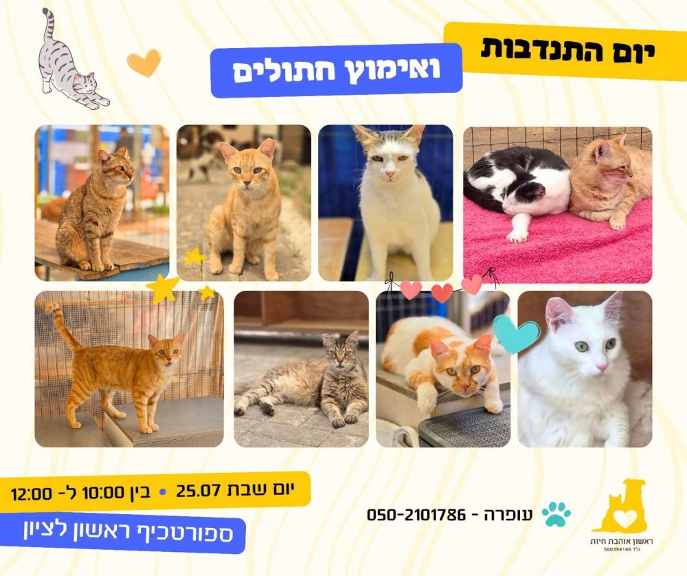 יום אימוץ מיוחד לחתולים בראשון לציון: עשרות חתולים מחכים לבית חם