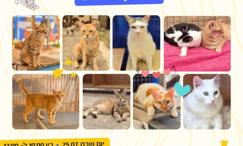 יום אימוץ מיוחד לחתולים בראשון לציון: עשרות חתולים מחכים לבית חם