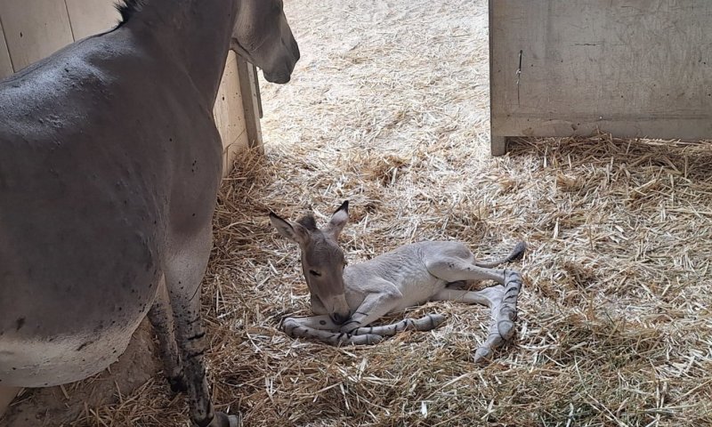 חדשות משמחות מהספארי: סייח ערוד נדיר נולד בעיצומה של המלחמה