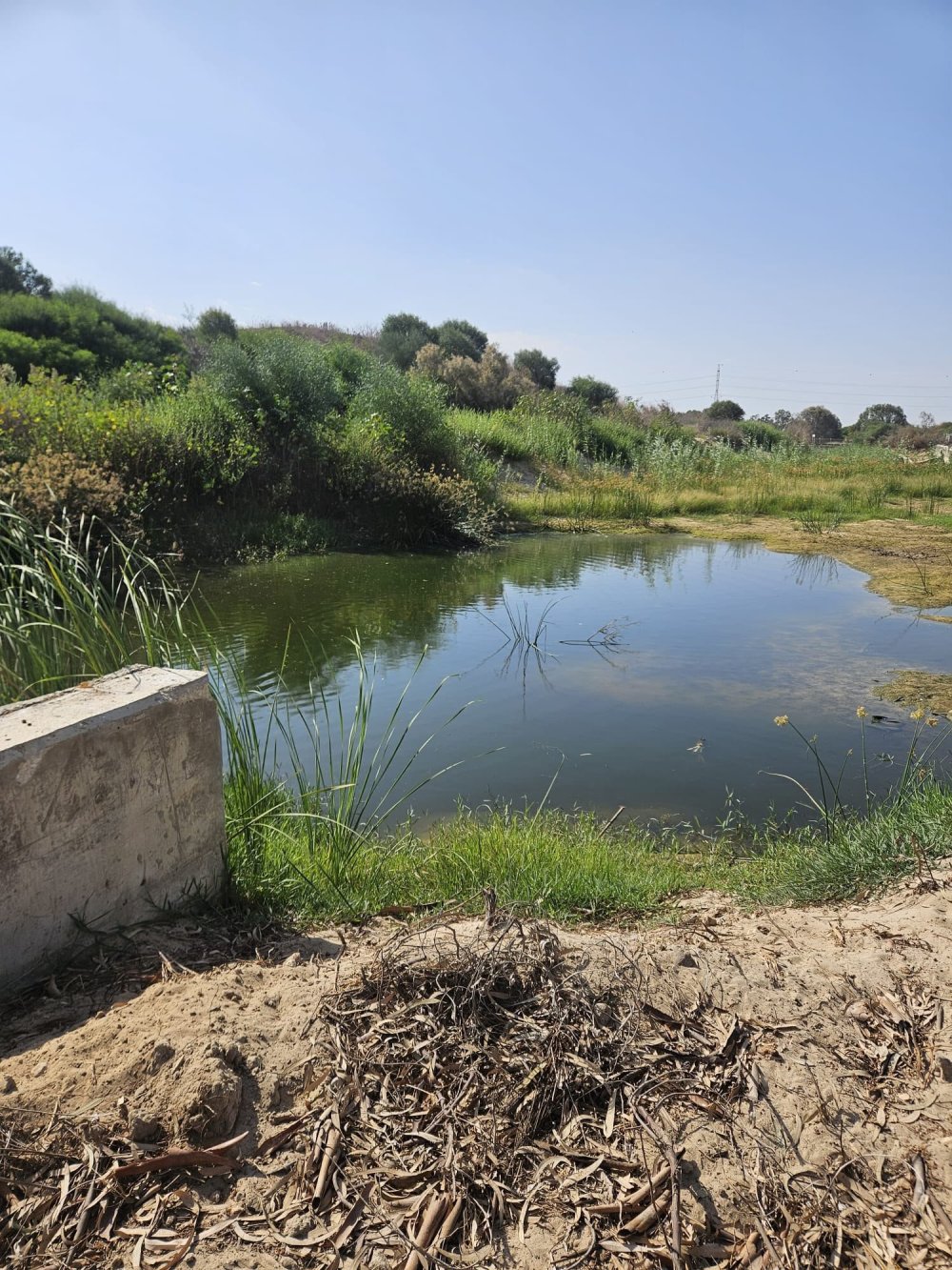 ראשון לציון נגד השפד"ן: מוקד הדגירה שגרם למטרד היתושים נחשף וטופל