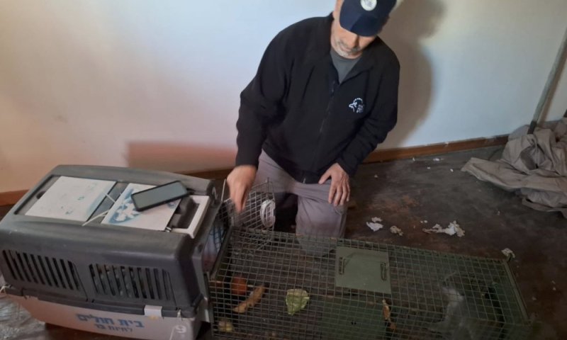 קופה אותרה במשתלה ברחובות והועברה לשיקום: "מפוחדת ומבולבלת"