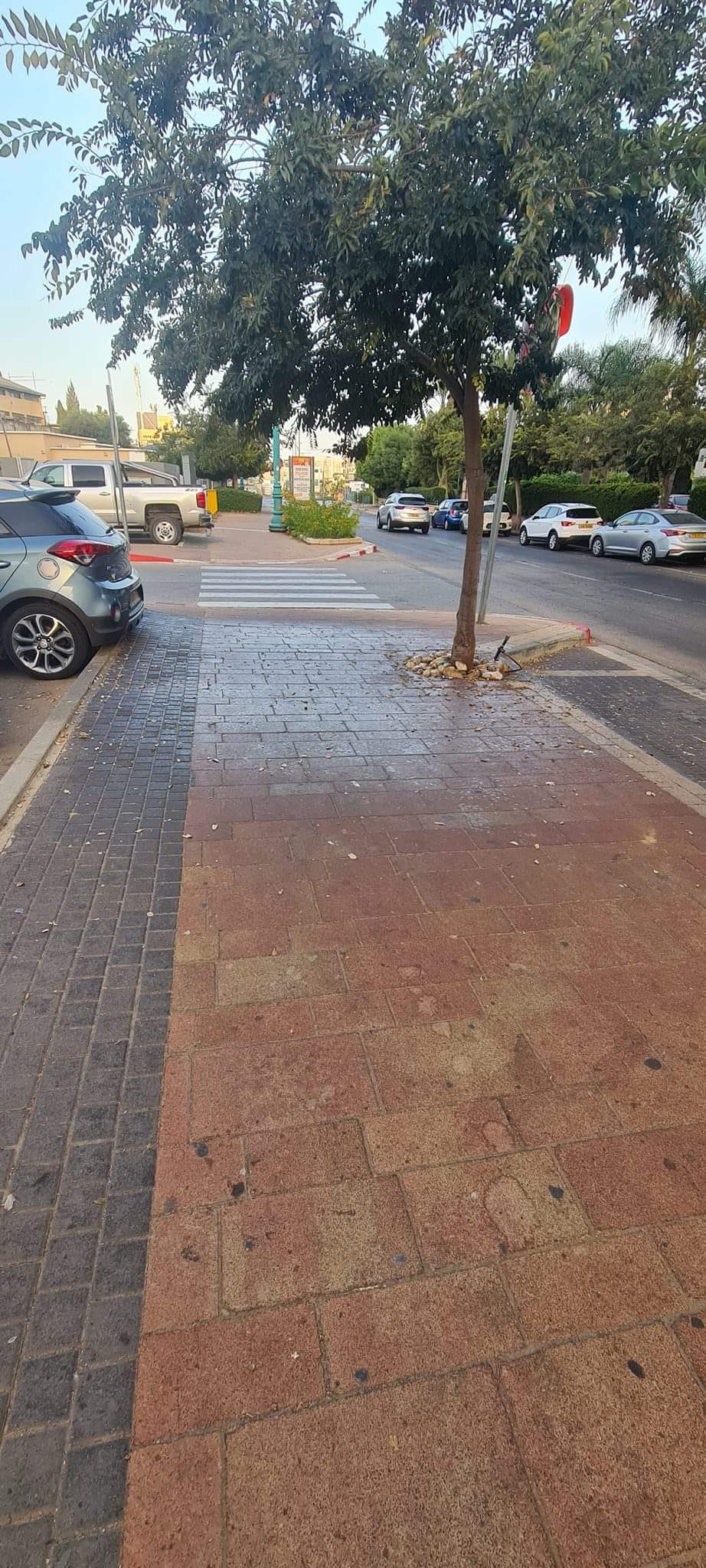 הדבק על המדרכות מהכנימה הצימרונית