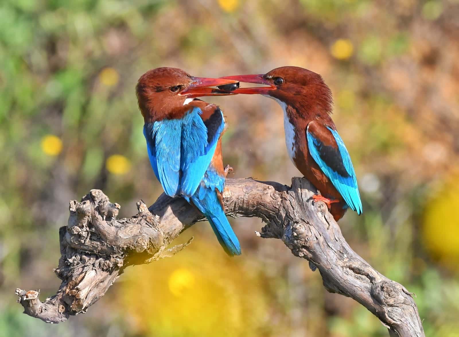 צילום: בן ארצי