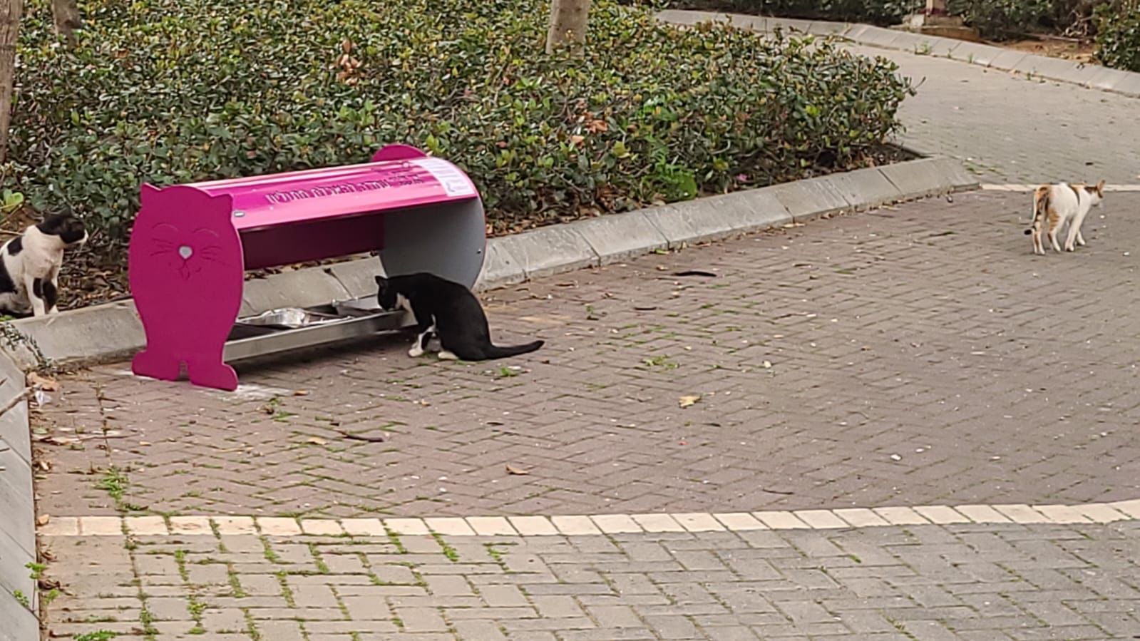 צילום: באדיבות דוברות עיריית רחובות