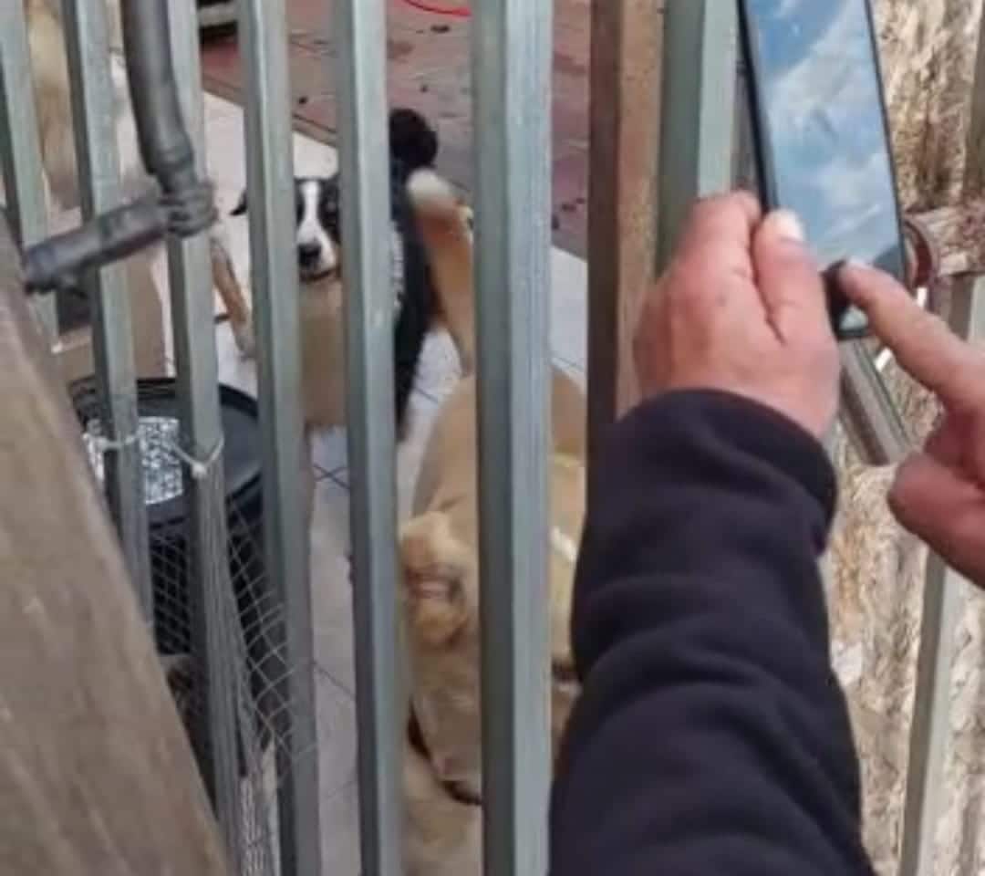 ראשל"צ: הפעילה בדירה פנסיון לכלבים