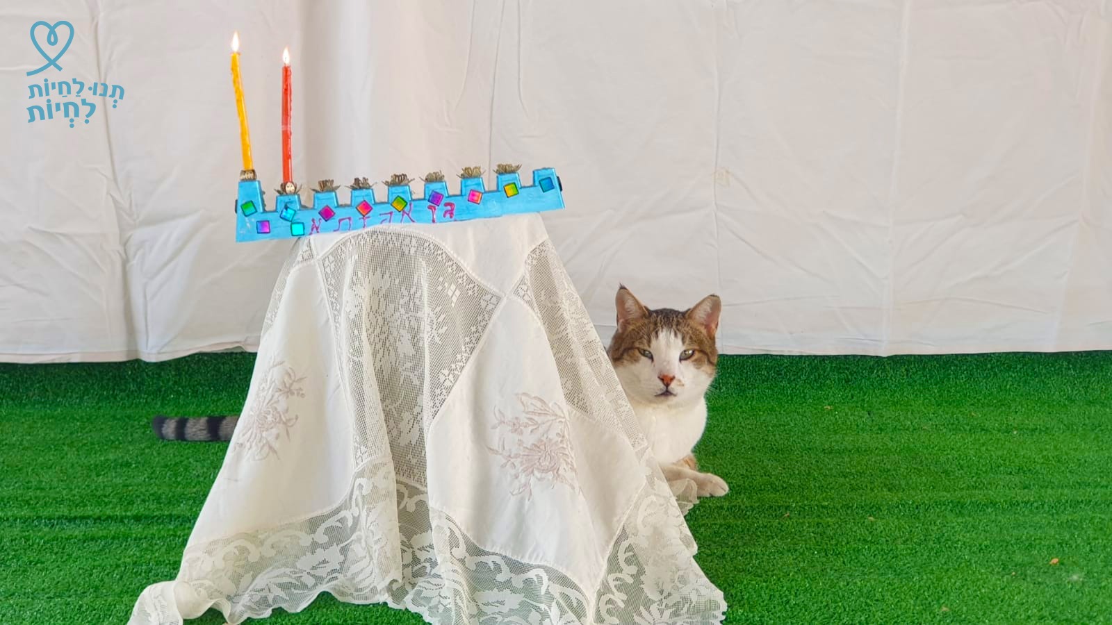 קיווי