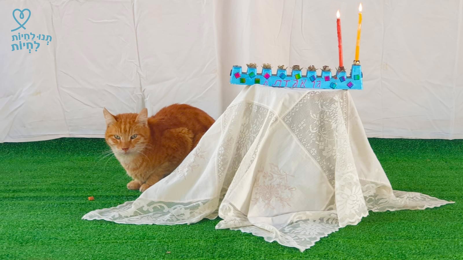 הארוי