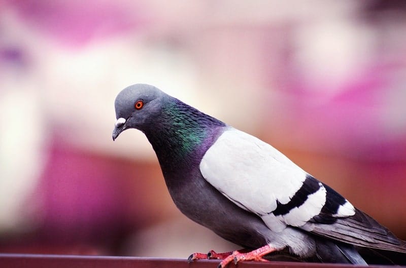קרדיט תמונה: pexels
