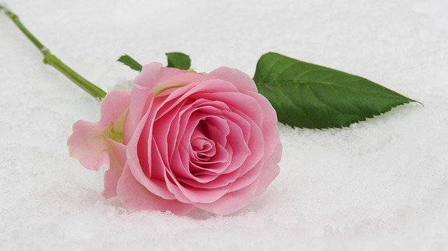 תמונה: pixabay