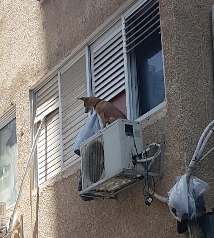 צעיר התעלל בכלב ברחובות