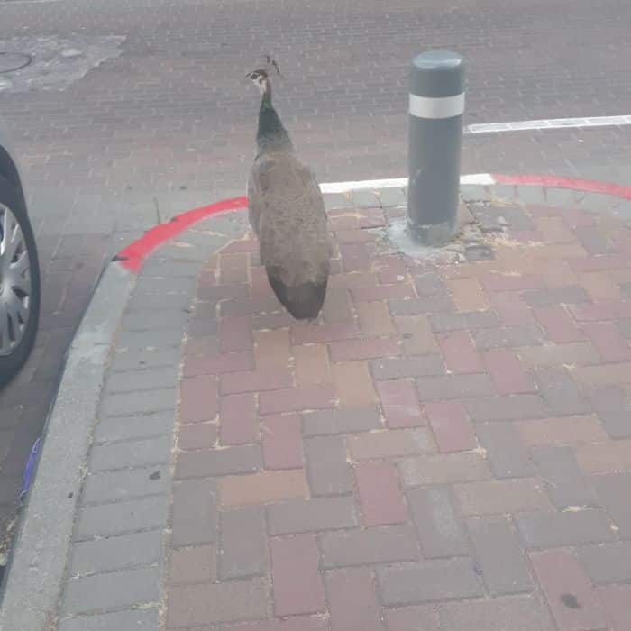 הטווס המפורסם. צילום: פרטי