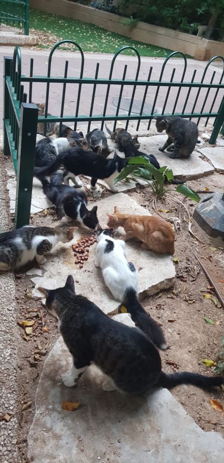 ראשון לציון: נמצא פתרון לבעיית החתולים הנתקעים במכסה המנוע