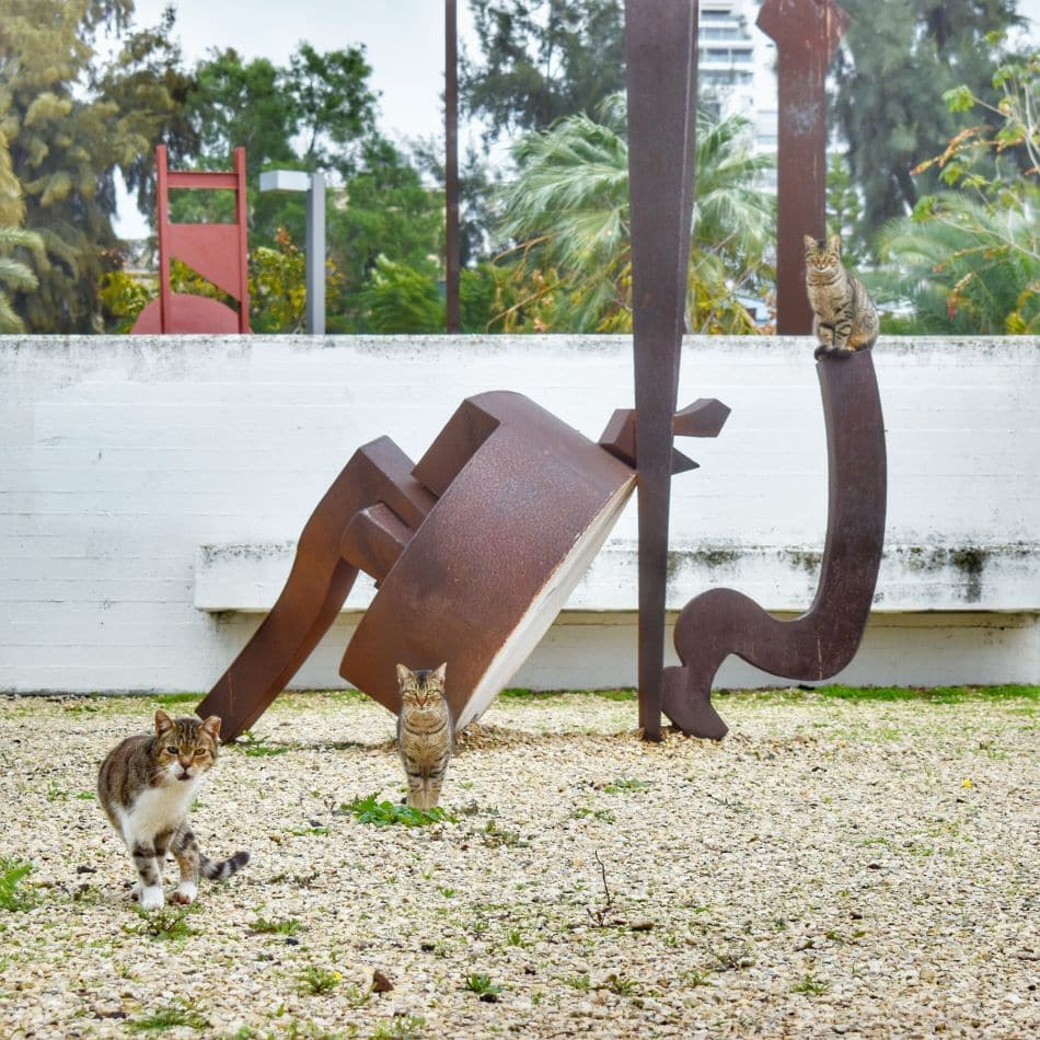חתולי הרחוב של חולון. צילומים: עיריית חולון