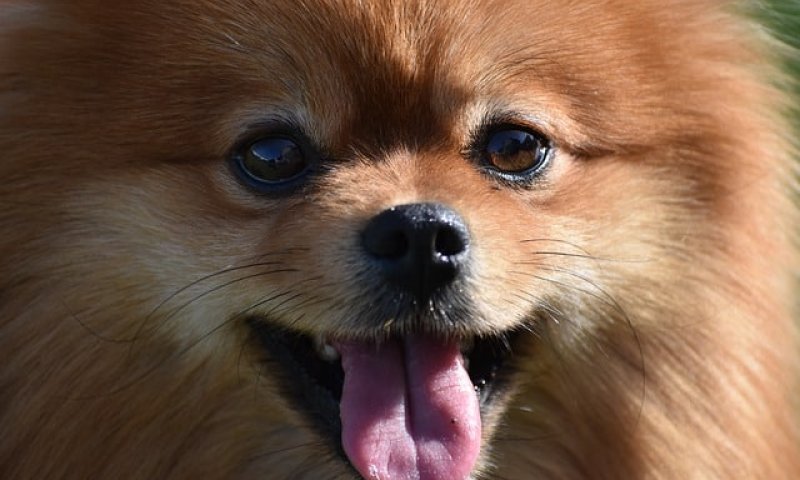 כלב פומרניאן. צילום: pixabay