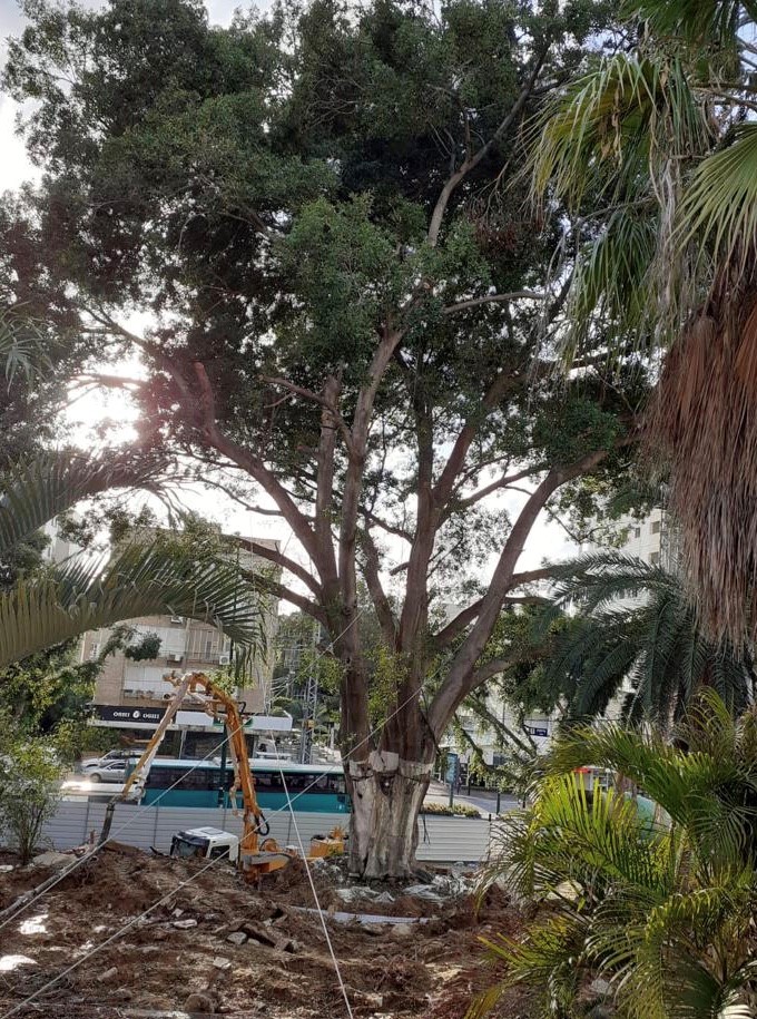 הפיקוס העתיק לפני העתקה. צילום: עיריית רחובות 