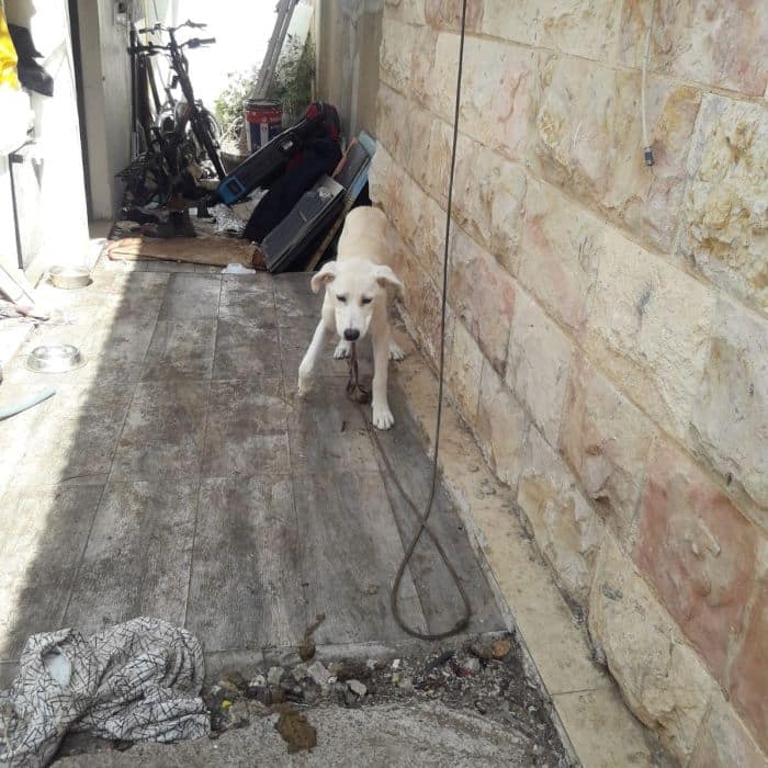 הכלב בבית בו הוחזק