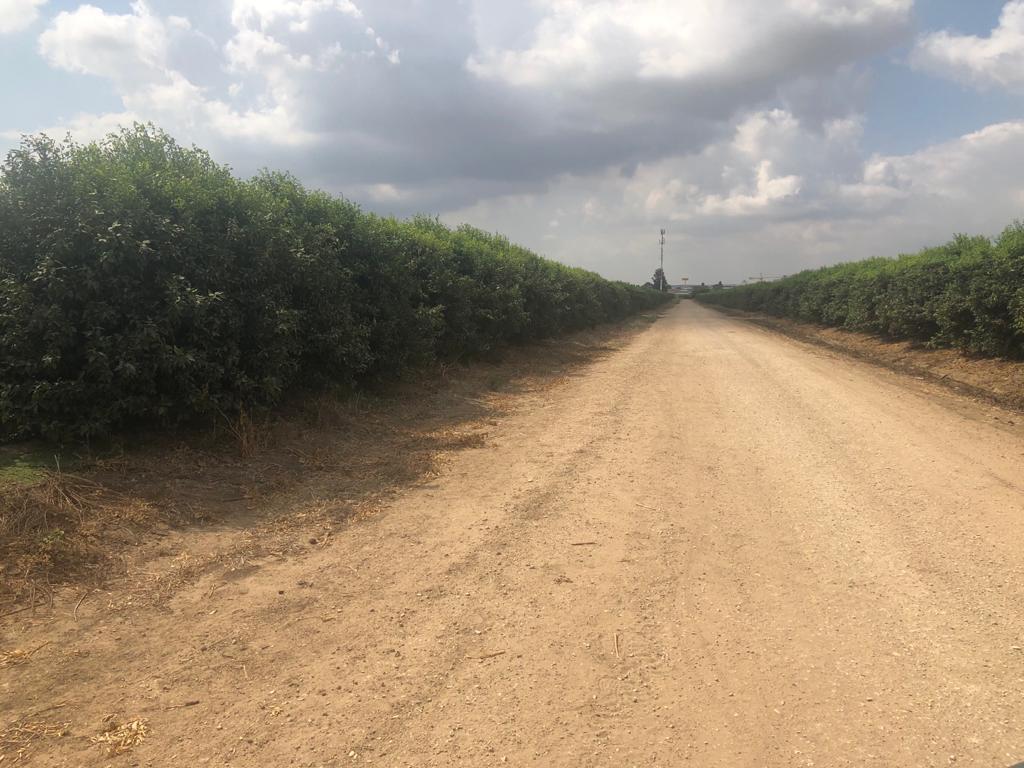 פרדס במגשימים שמיועד להריסה. צילום: עמוס קלצ׳בסקי