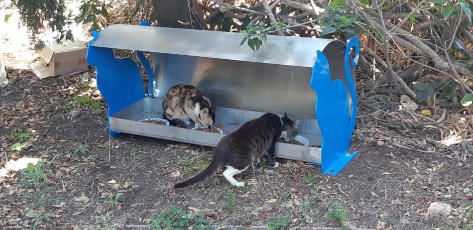 חולון: ממשיכים לדאוג לחתולי הרחוב