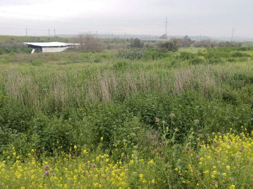 טבע עירוני בלוד- מבט כללי <br> צילום: דוברות העירייה 