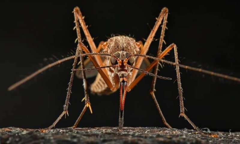 יתוש- צילום: PIXABAY
