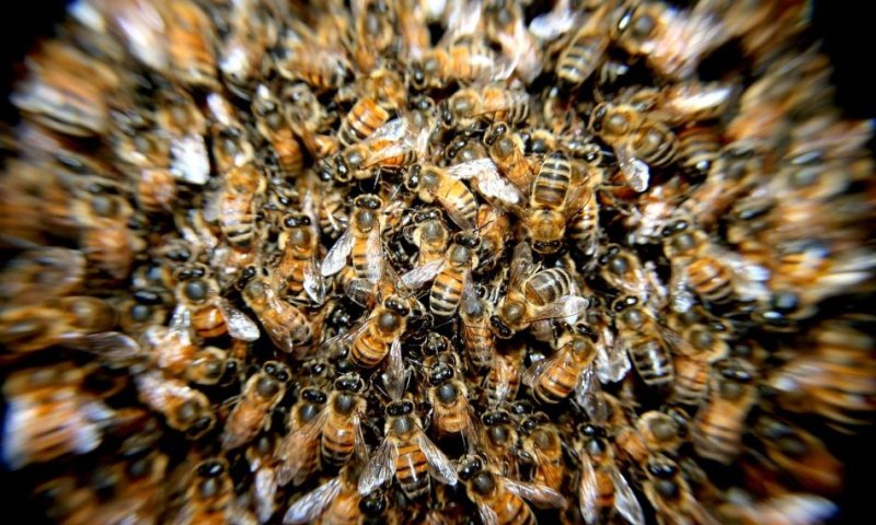 דבורים- אילוסטרציה: PIXABAY