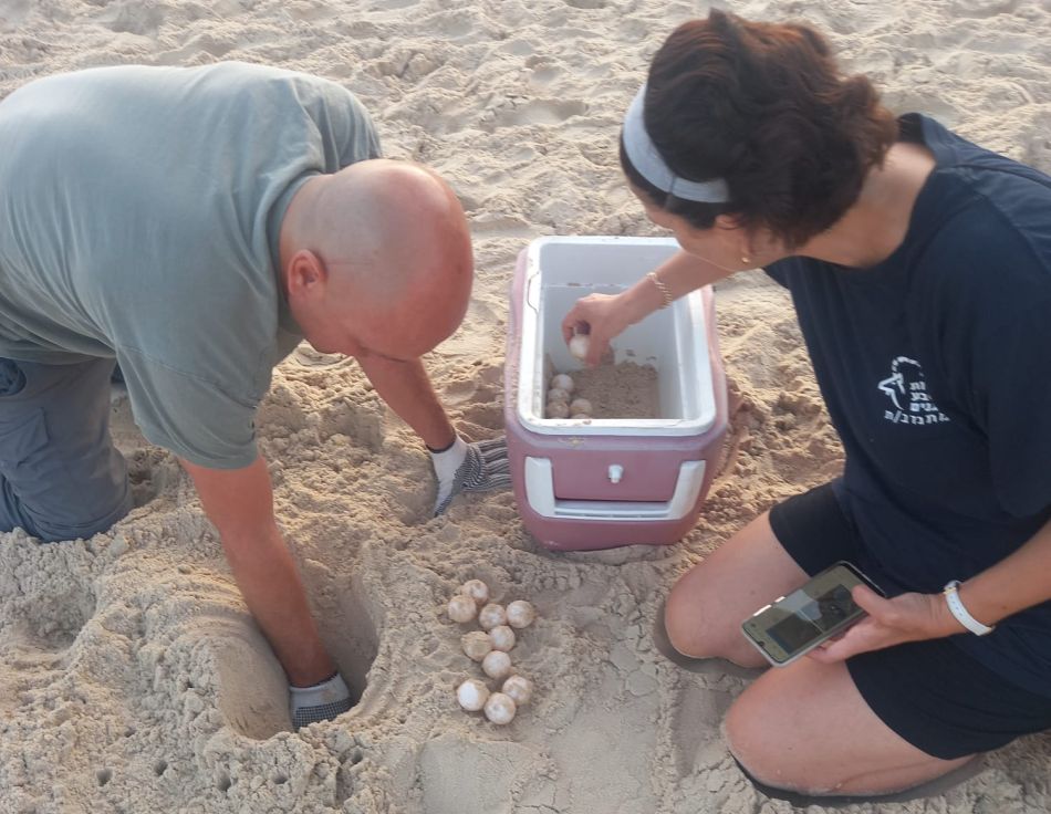 עשרות ביצי צב ים התגלו בבת ים
