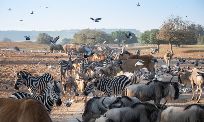 הספארי ברמת גן על סף משבר: הפסדים של מיליונים בעקבות סגירת תקופת השיא