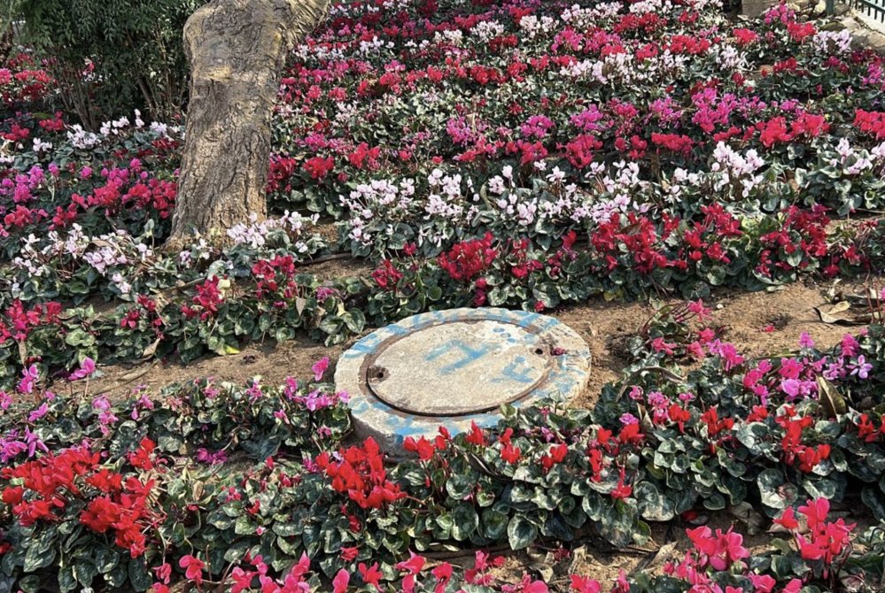 חגיגות ט"ו בשבט ברמת גן: נטיעות, אירועים קהילתיים ושתילות בגינות הציבוריות