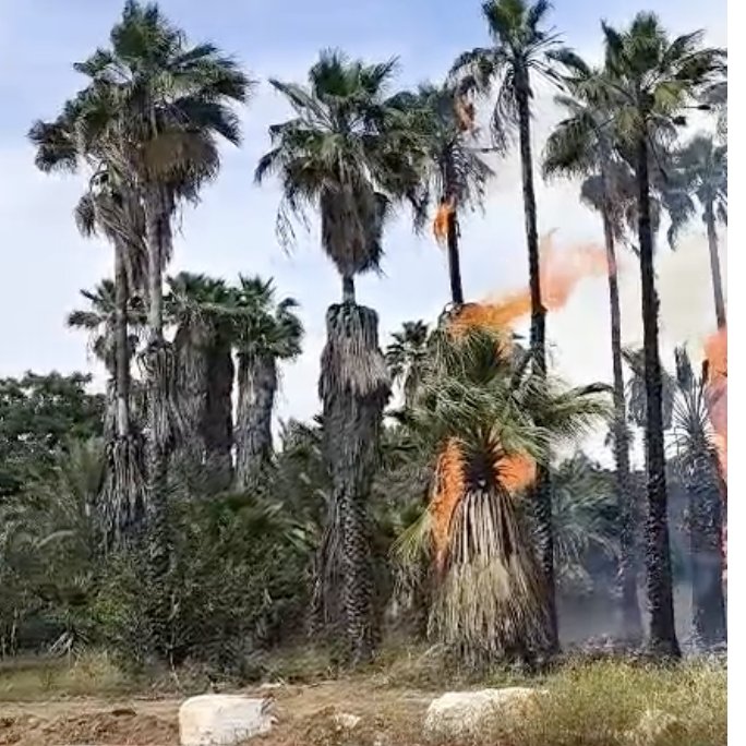 ראשוני: שריפה פרצה מחוץ לספארי 