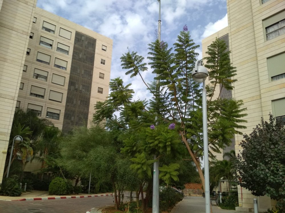 בזכות התערבות העירייה: הוחזר השקט לדיירי מקבץ הדיור בפריימן