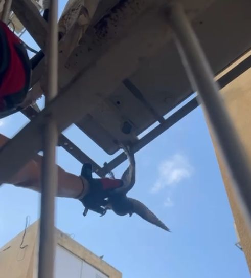 חילוץ היונה- צילום: דוברות והסברה, תחנה איזורית חולון