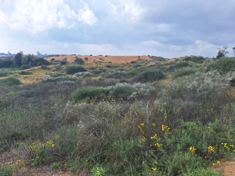 פותחים את האביב עם סיור בחולות חולון