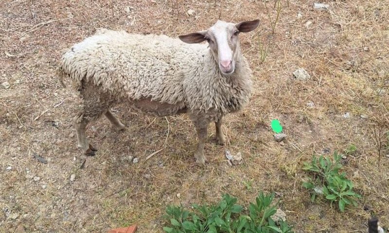 כבשה שנתפסה בחולון- צילום: עיריית חולון