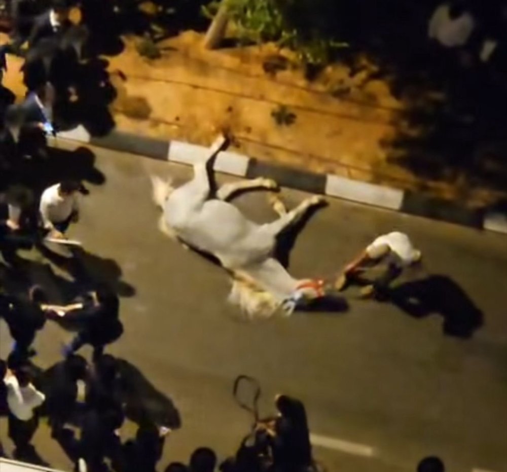 סערה בראשון לציון: תהלוכה חגיגית לשחרור עריק - והסוס התמוטט