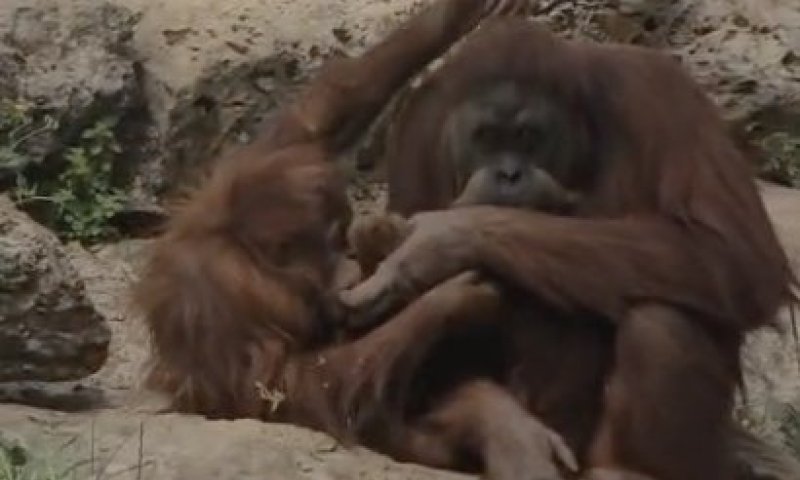 גם בספארי איבדו סבלנות: כשחול המועד פוגש את חיות הבר