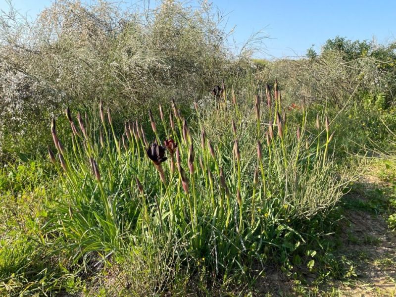 עיריית ראשון לציון ממשיכה להשקיע בגבעת האירוסים