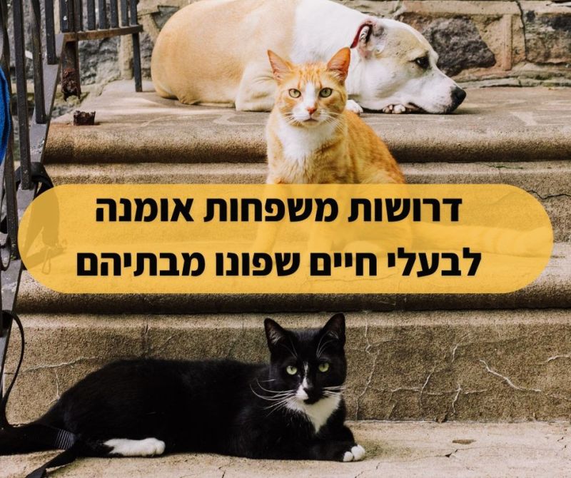 תושבי חולון: בואו לאמץ כלב או חתול מהעוטף