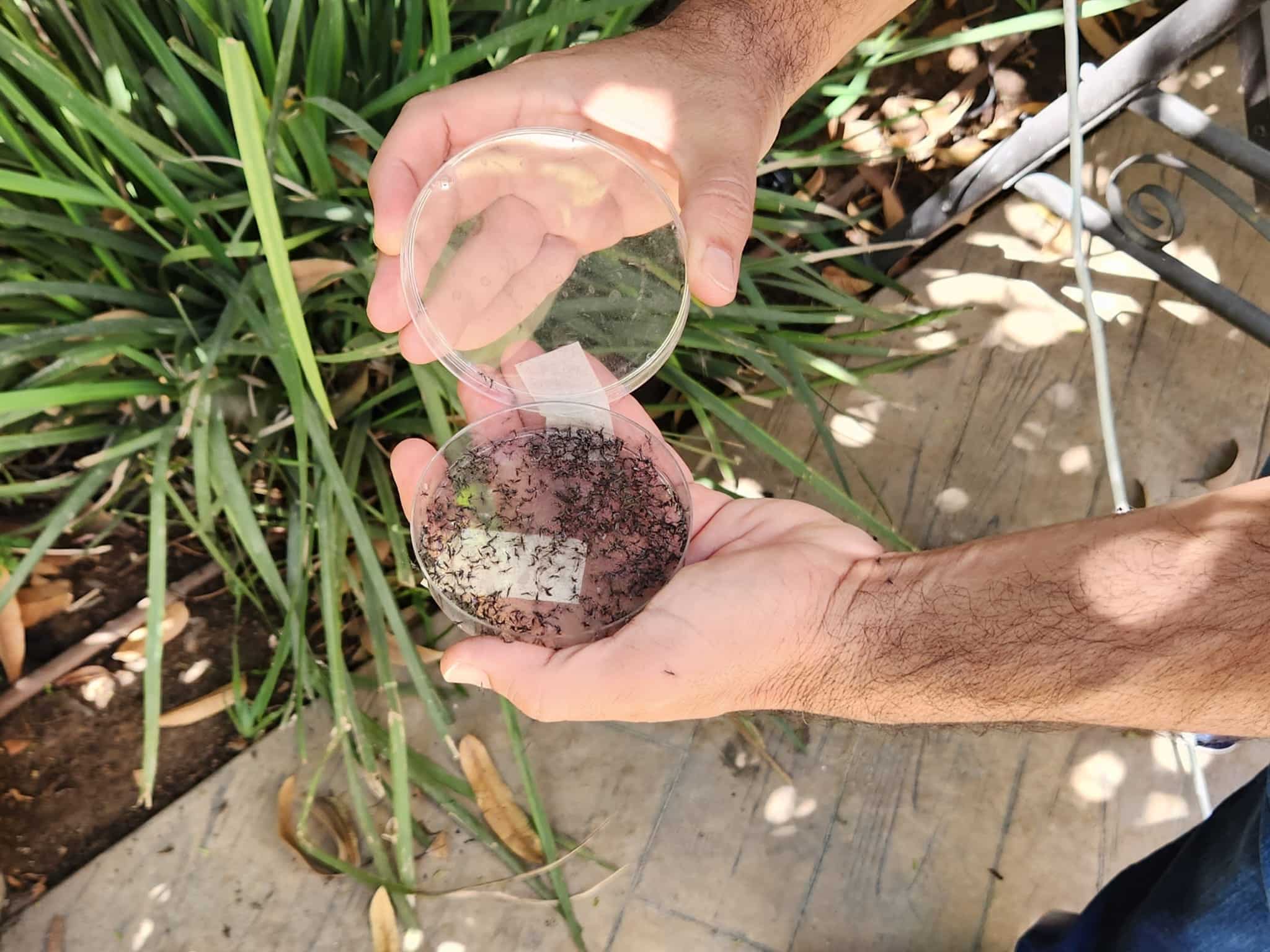 ראשון לציון: גם אתם הרגשתם שעקיצות היתושים ירדו משמעותית?