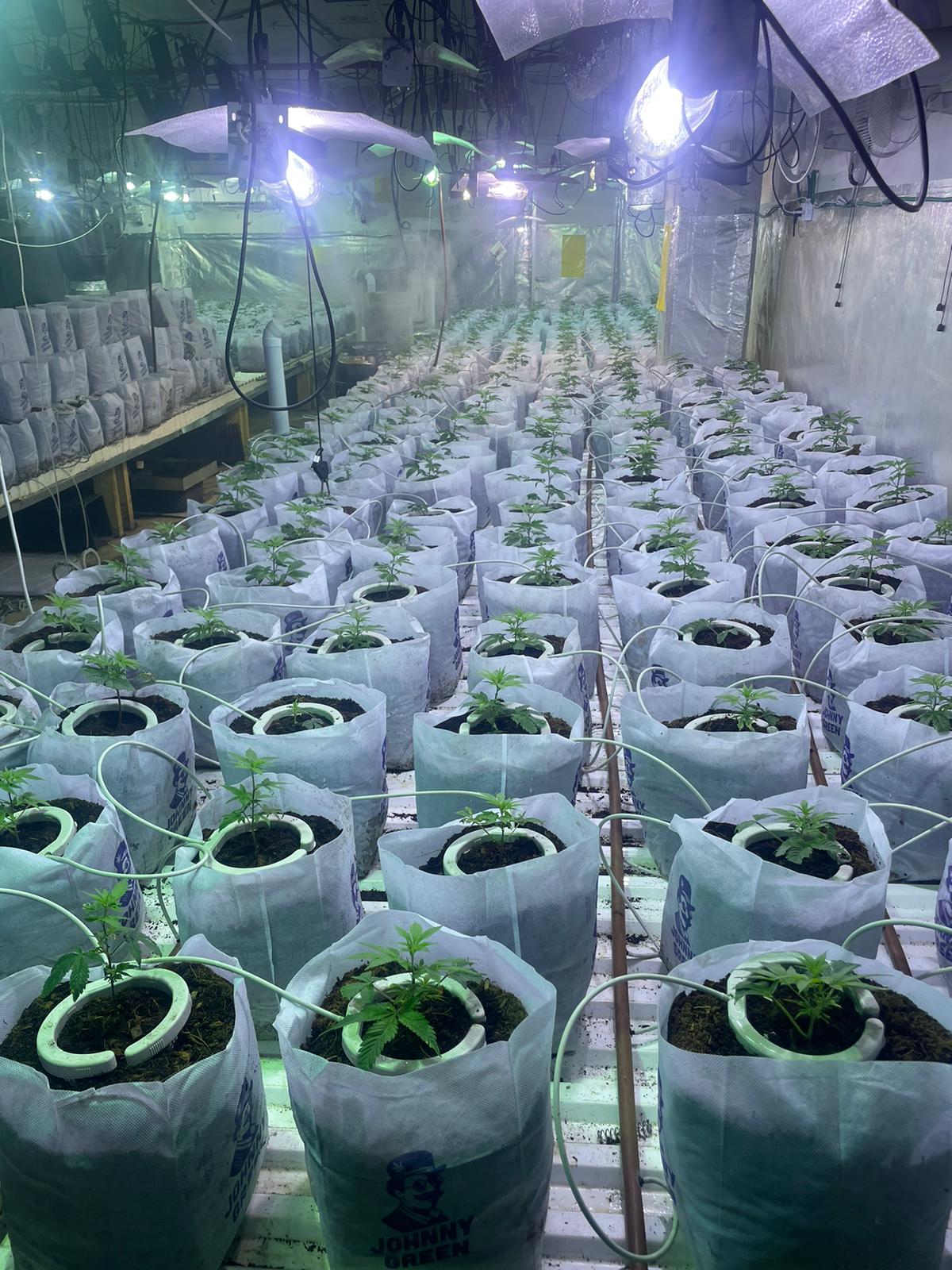 רמת גן: מעבדת הידרו עם מאות שתילי סם