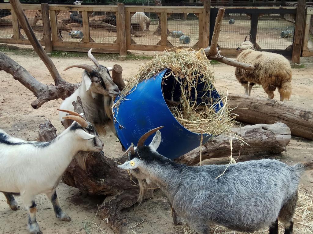 צילום: דוברות הספארי
