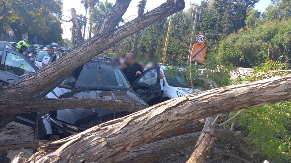 עץ קרס על רכב בחולון