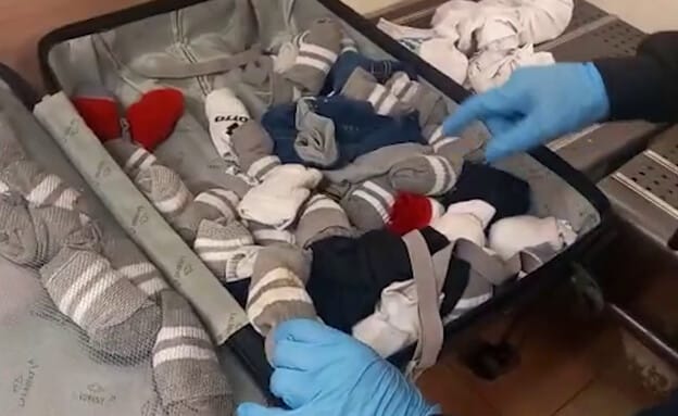 במזוודה: נחשי חנק מסוכנים מסוג אנקונדה