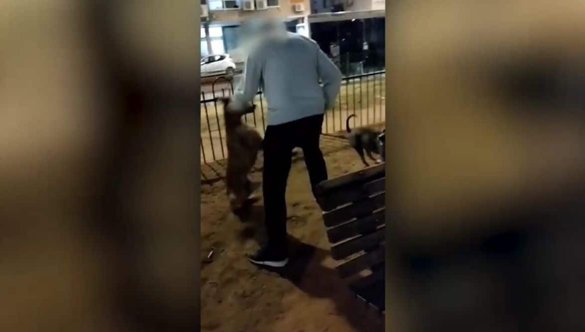 תושב בת ים חשוד בהתעללות בכלבו