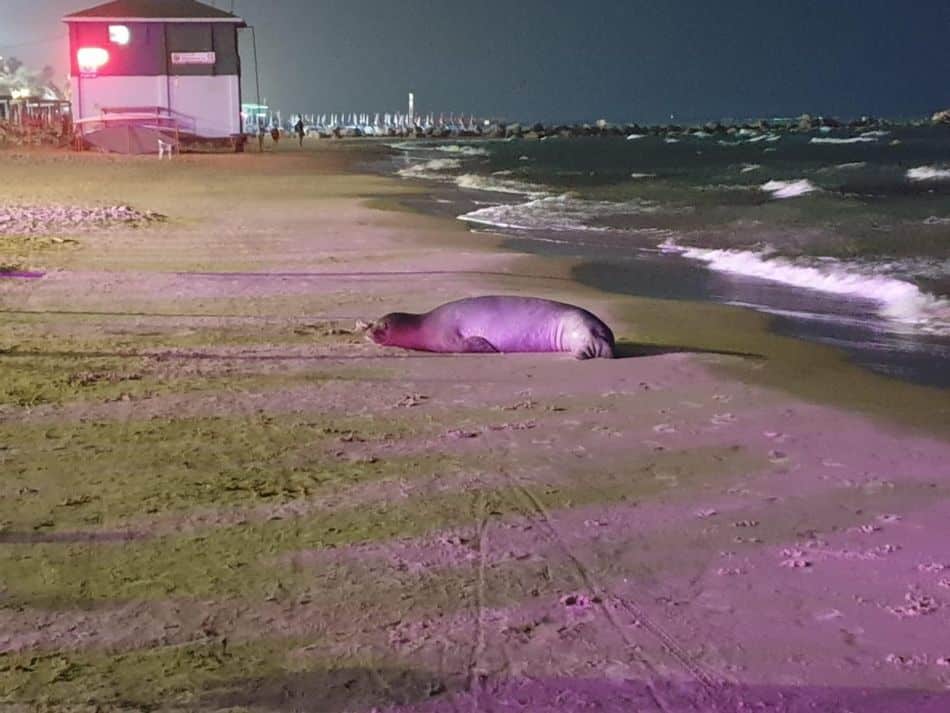 יוליה בהופעת אורח בחוף הסלע בבת ים- צילום: רשות הטבע והגנים