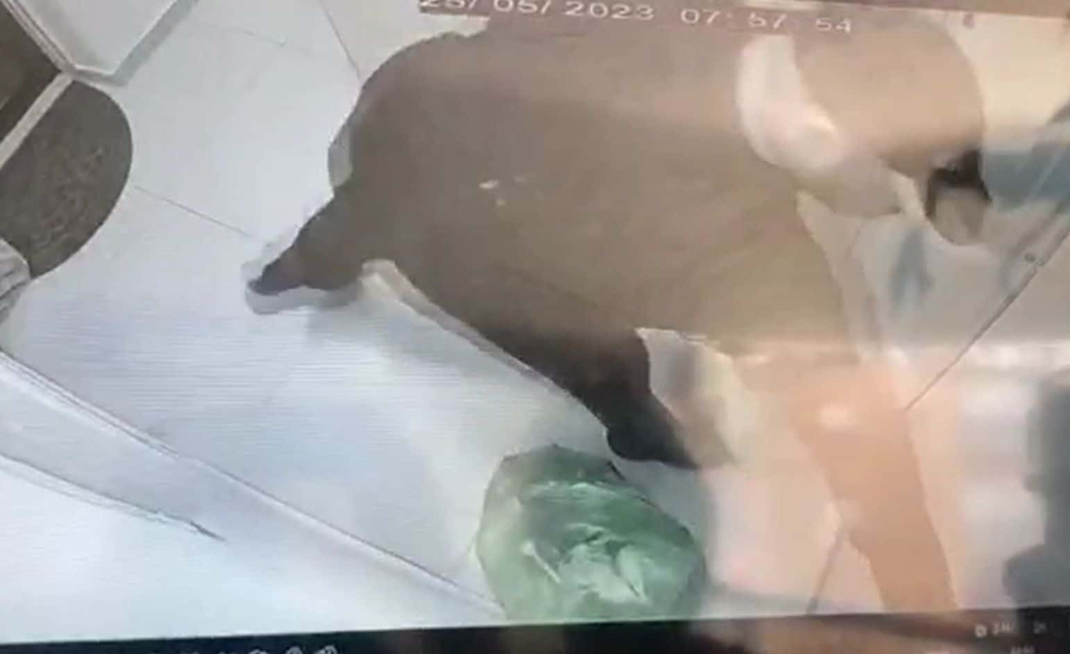 בת ים:התחזו לשוטרים וירו בקורבן לעיני אישתו