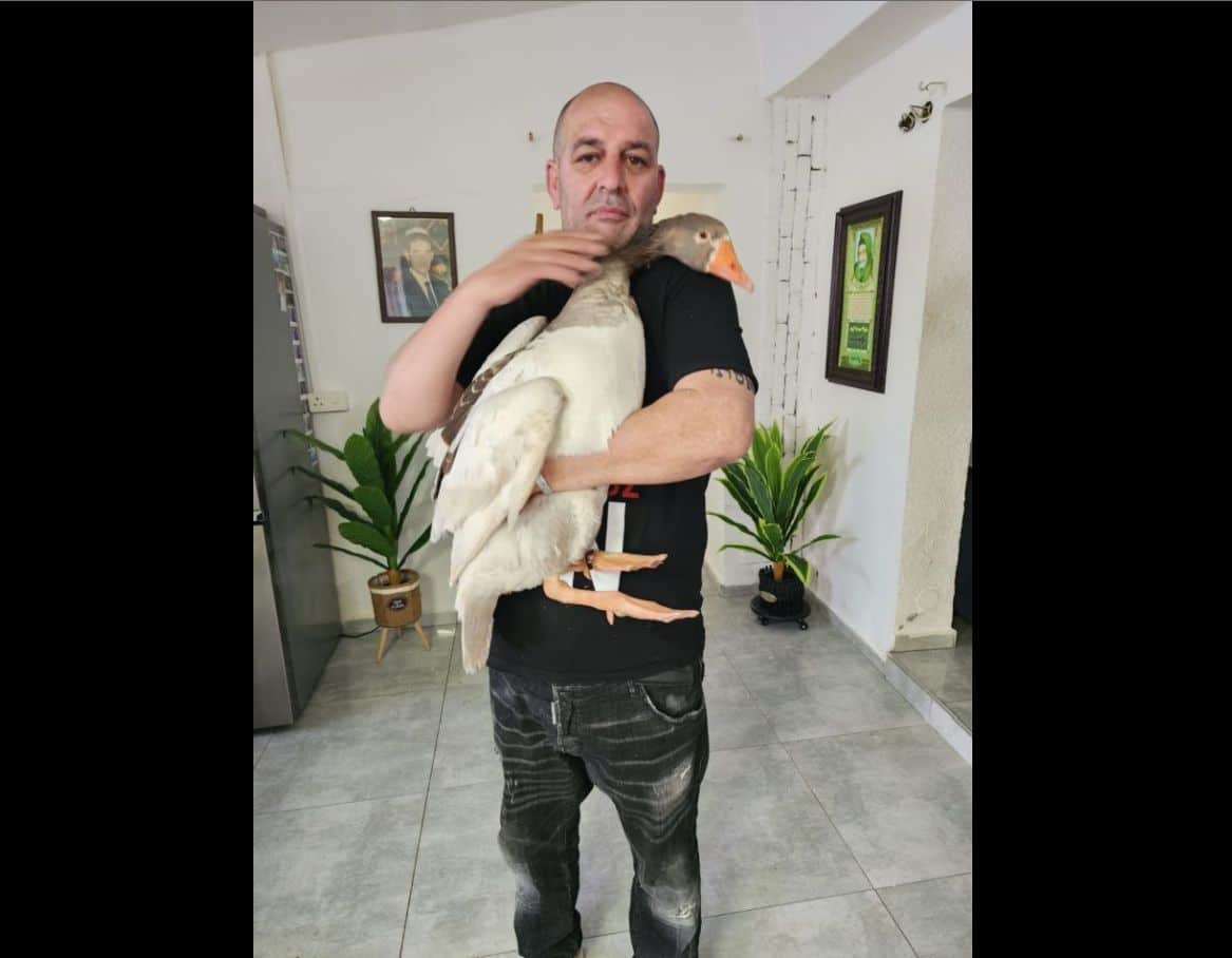 ראשון לציון: אלכס האווז נעלם והושב לבעליו כעבור שלושה ימים