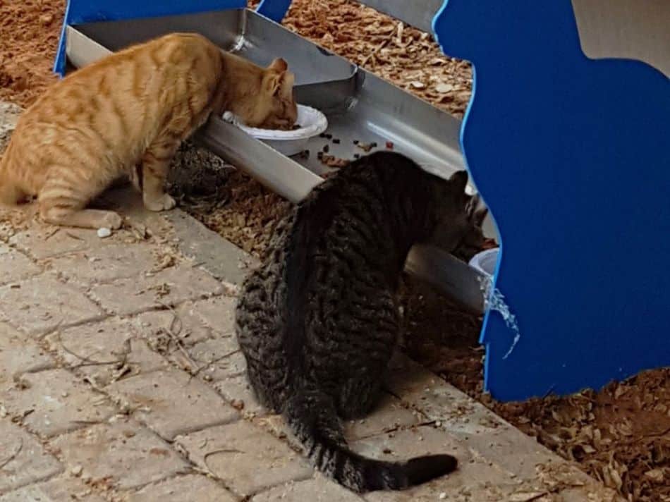 צילום: עיריית חולון