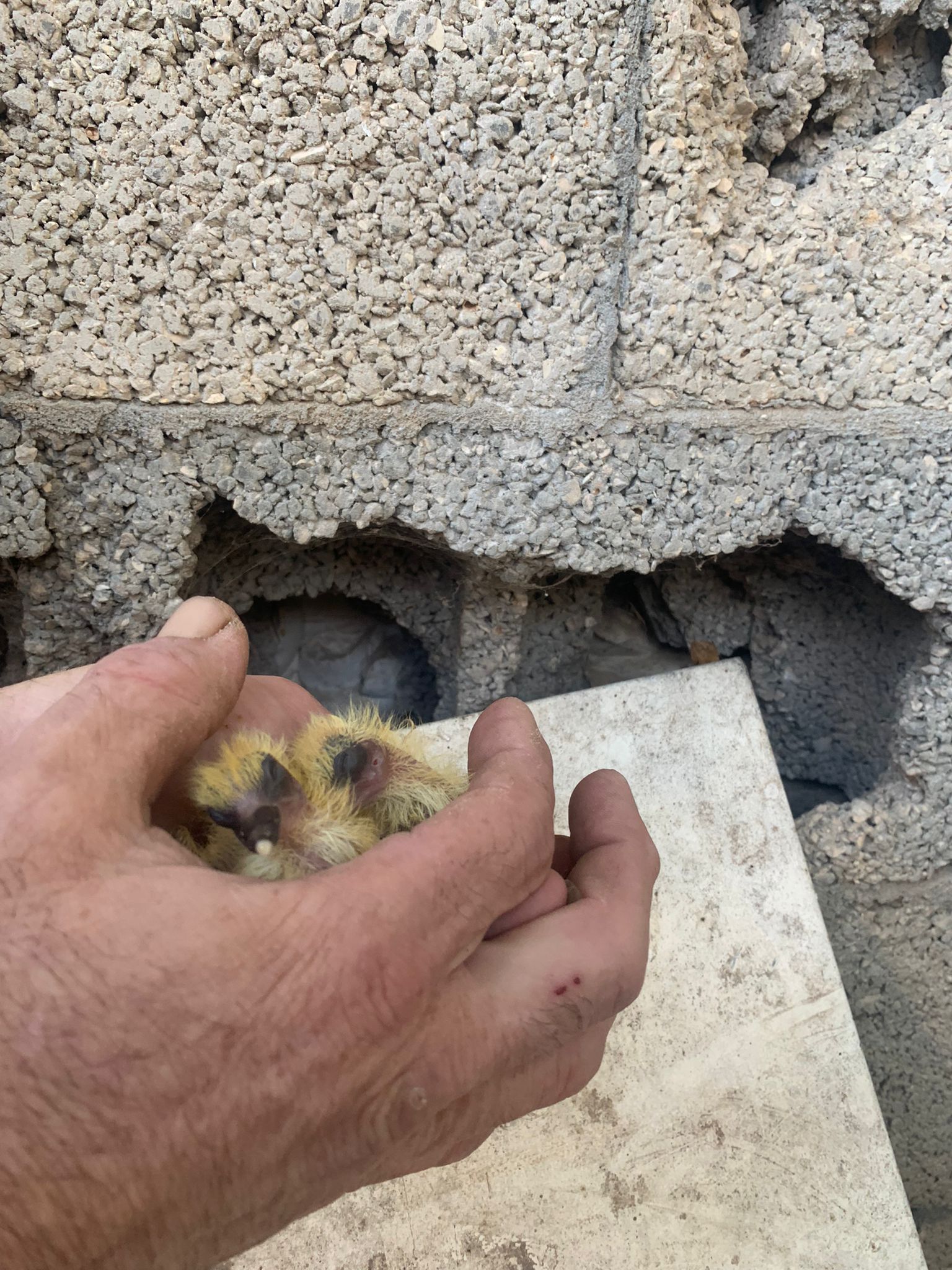 צילום: עמותת למען חיות הבר