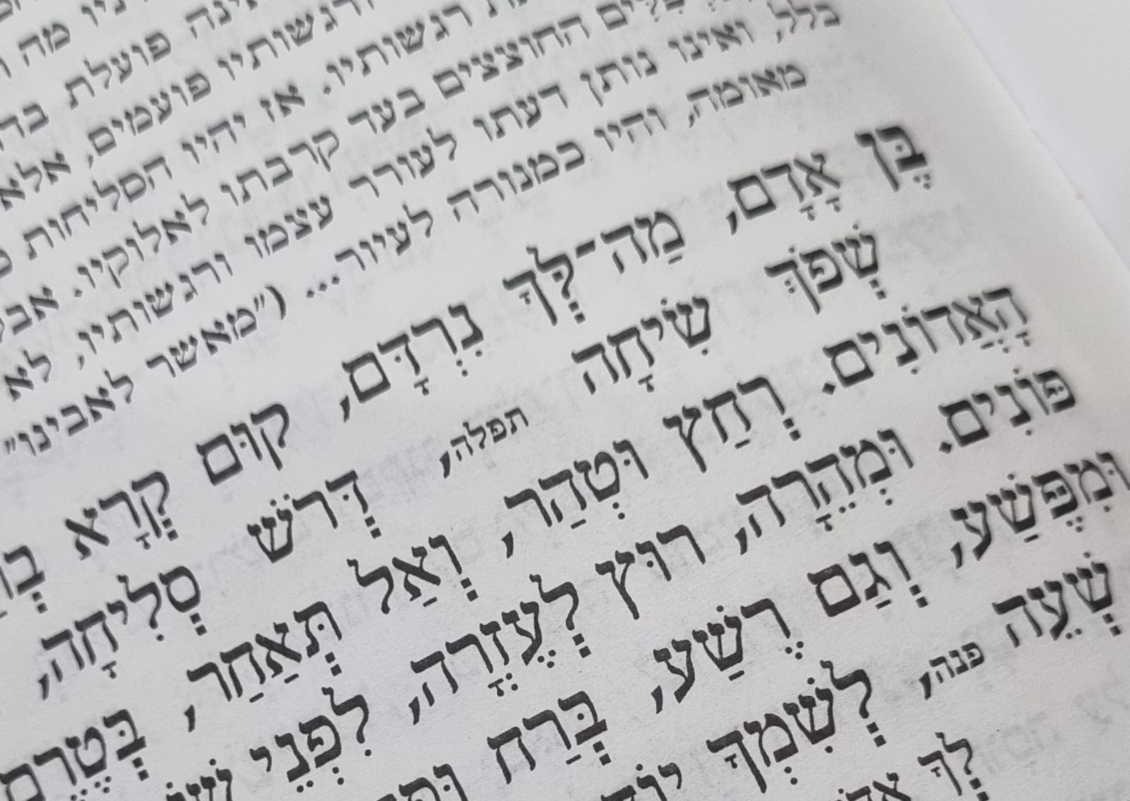 צילום: גל גפן