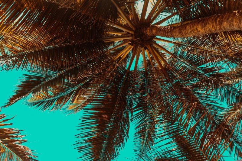 אילוסטרציה: PIXABAY